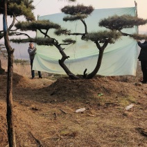 元宝松造型松济南基地一手货源一棵也是批发价