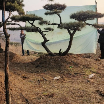 元宝松造型松济南基地一手货源一棵也是批发价