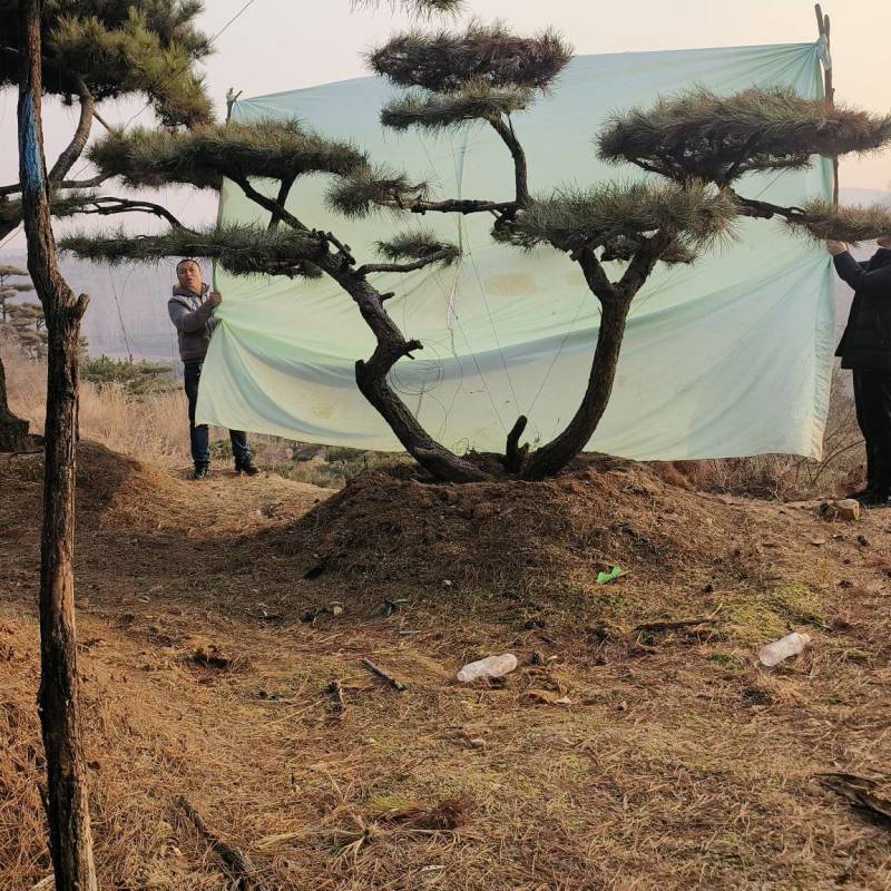 元宝松造型松济南基地一手货源一棵也是批发价