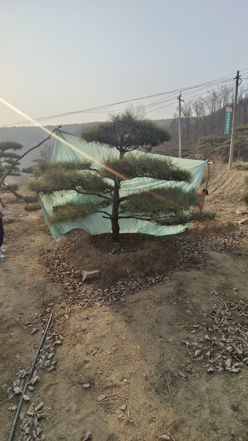 元宝松造型松济南基地一手货源一棵也是批发价