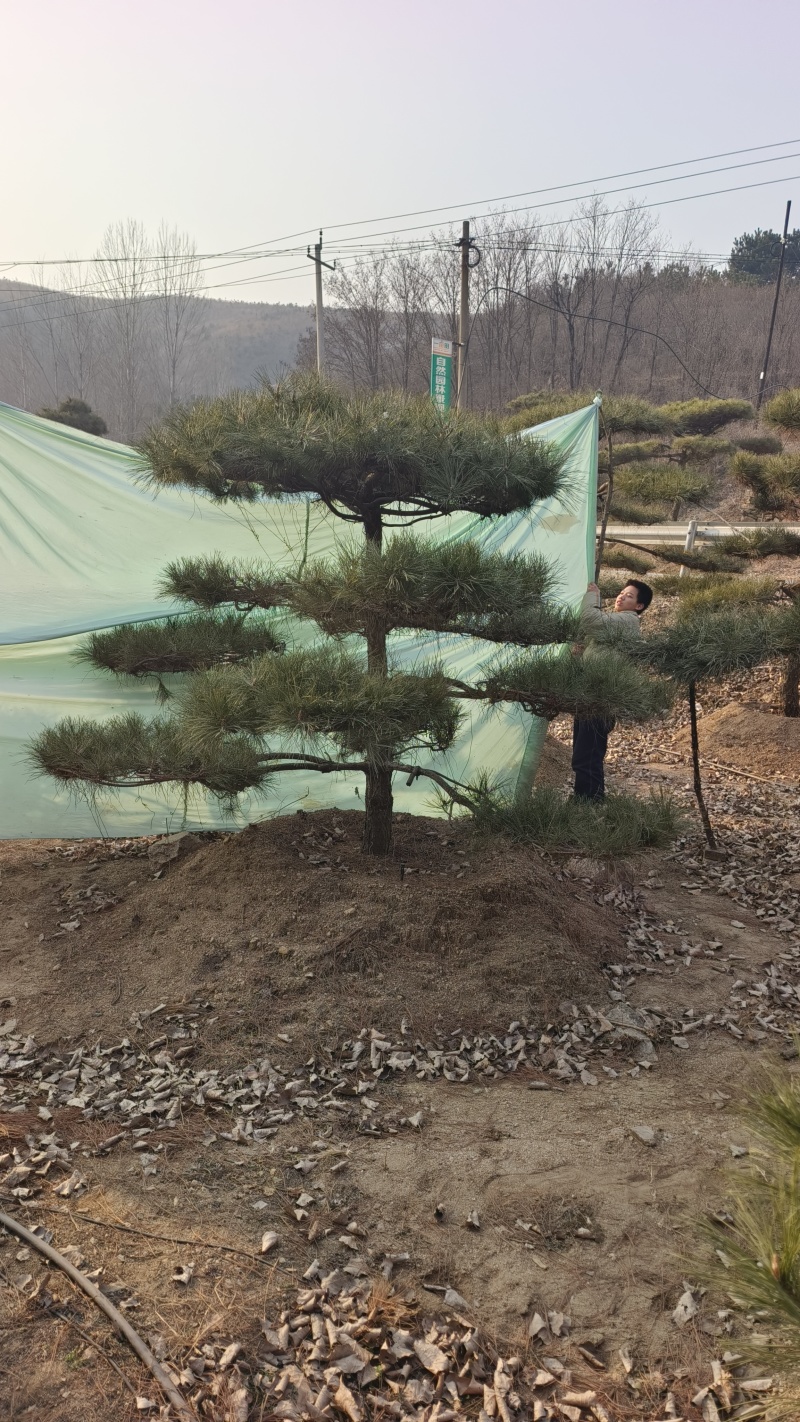 元宝松造型松济南基地一手货源一棵也是批发价