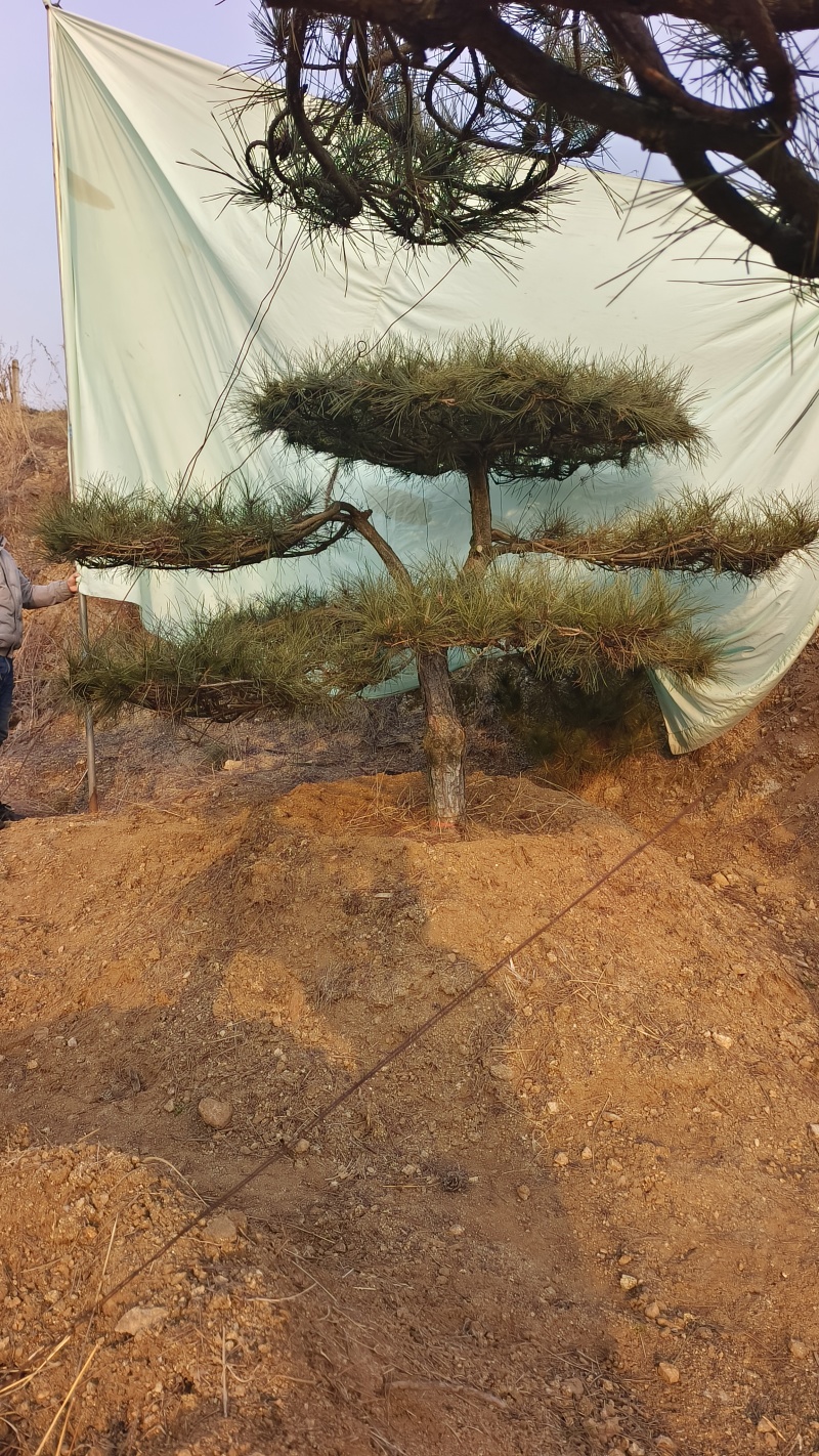 元宝松造型松济南基地一手货源一棵也是批发价