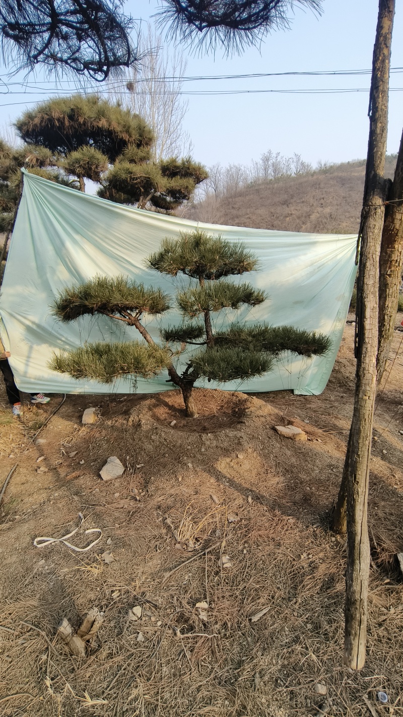 元宝松造型松济南基地一手货源一棵也是批发价