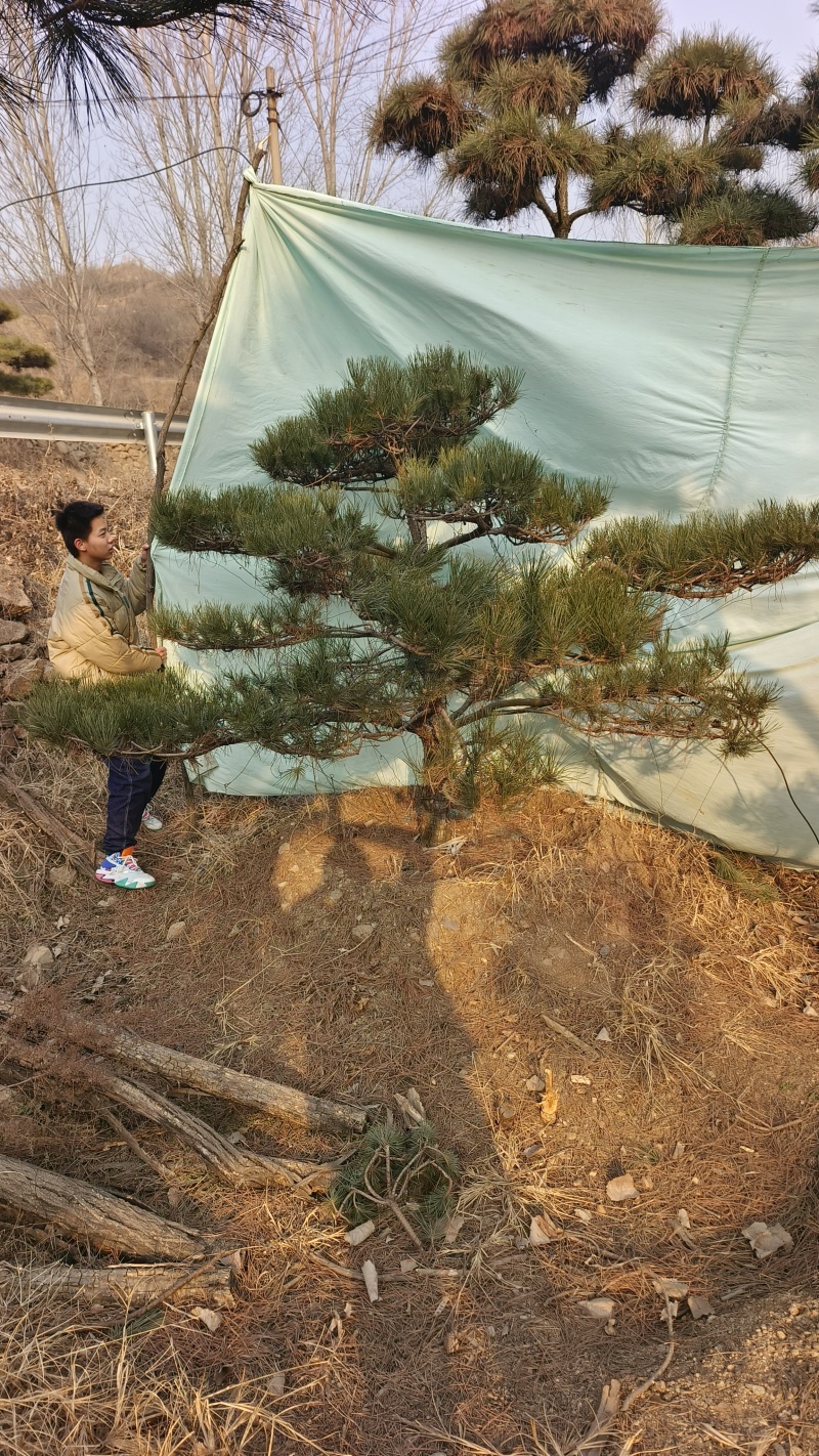 元宝松造型松济南基地一手货源一棵也是批发价