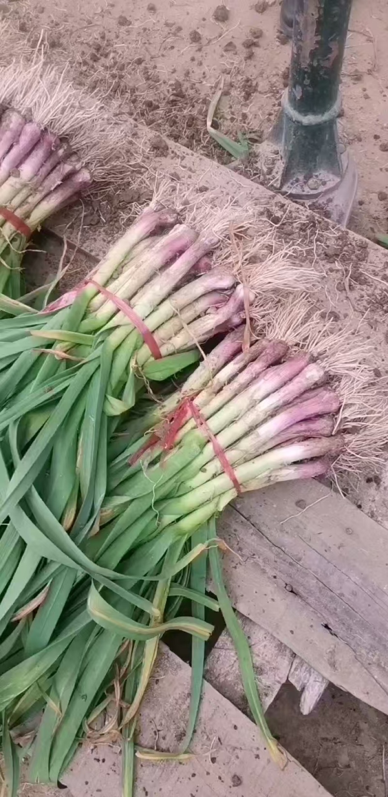 蒜苗精品红根蒜苗，有质有量，产地直销，诚信交易