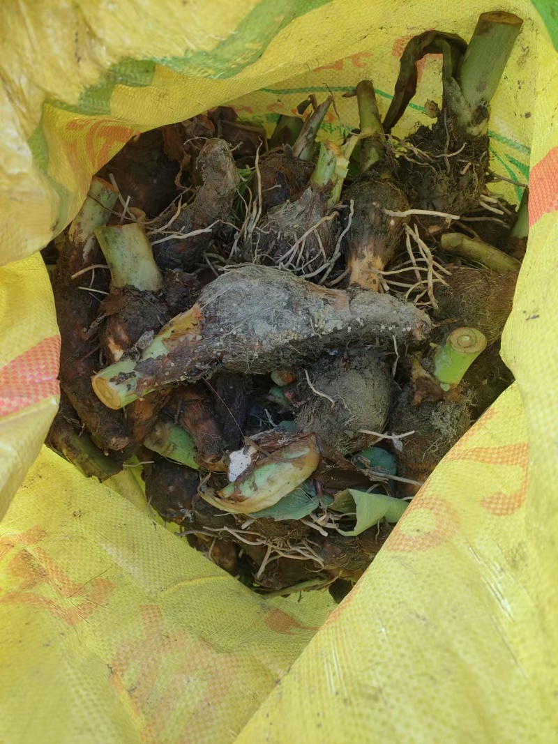福建芋种