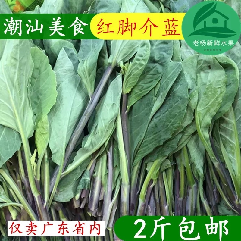 红脚芥蓝