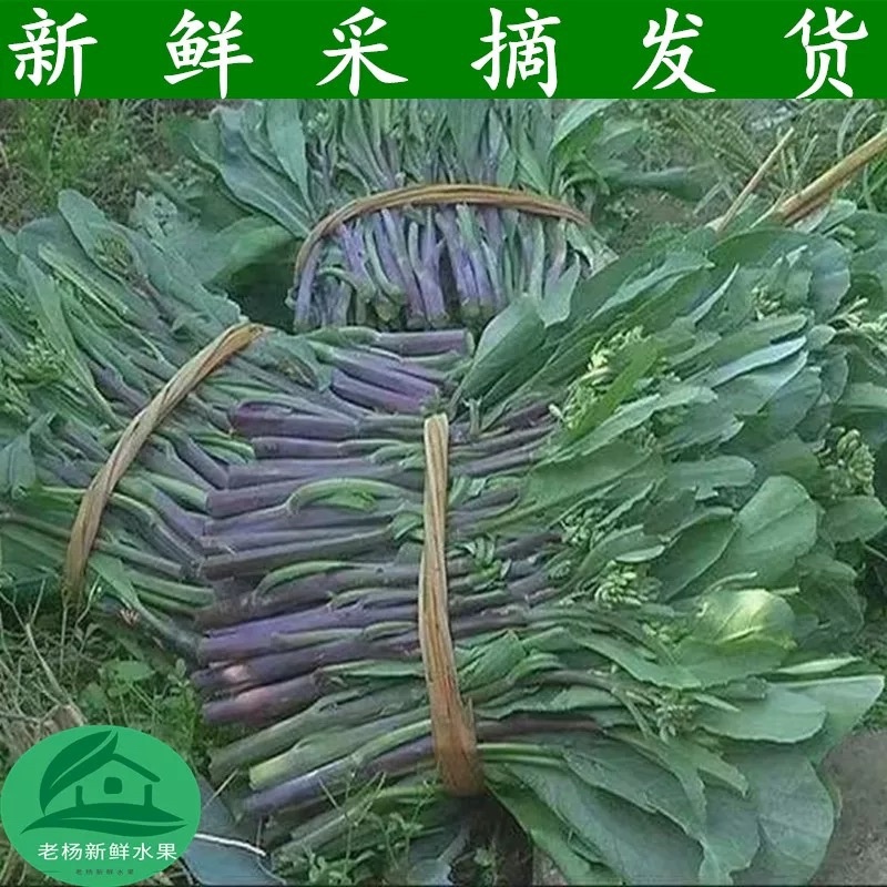 红脚芥蓝