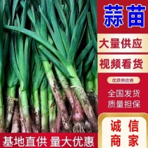 红根蒜苗蒜苗湖北宜昌精品蒜苗大蒜苗产地发货