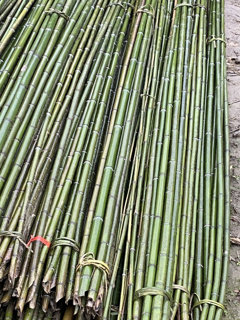 大棚竹/温室