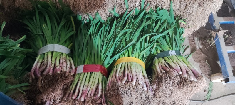 精品红根蒜苗产地直供