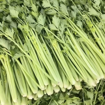 精品中小颗西芹，球生菜济南市商河县蔬菜种植大棚基地