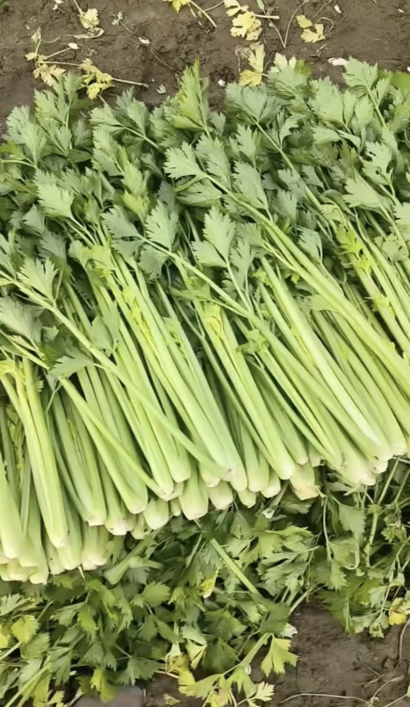 精品中小颗西芹，球生菜济南市商河县蔬菜种植大棚基地