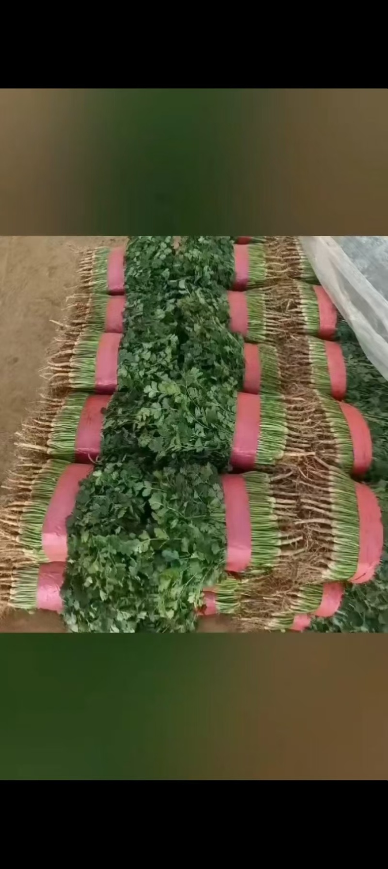 中叶铁杆青香菜20~25厘米以上