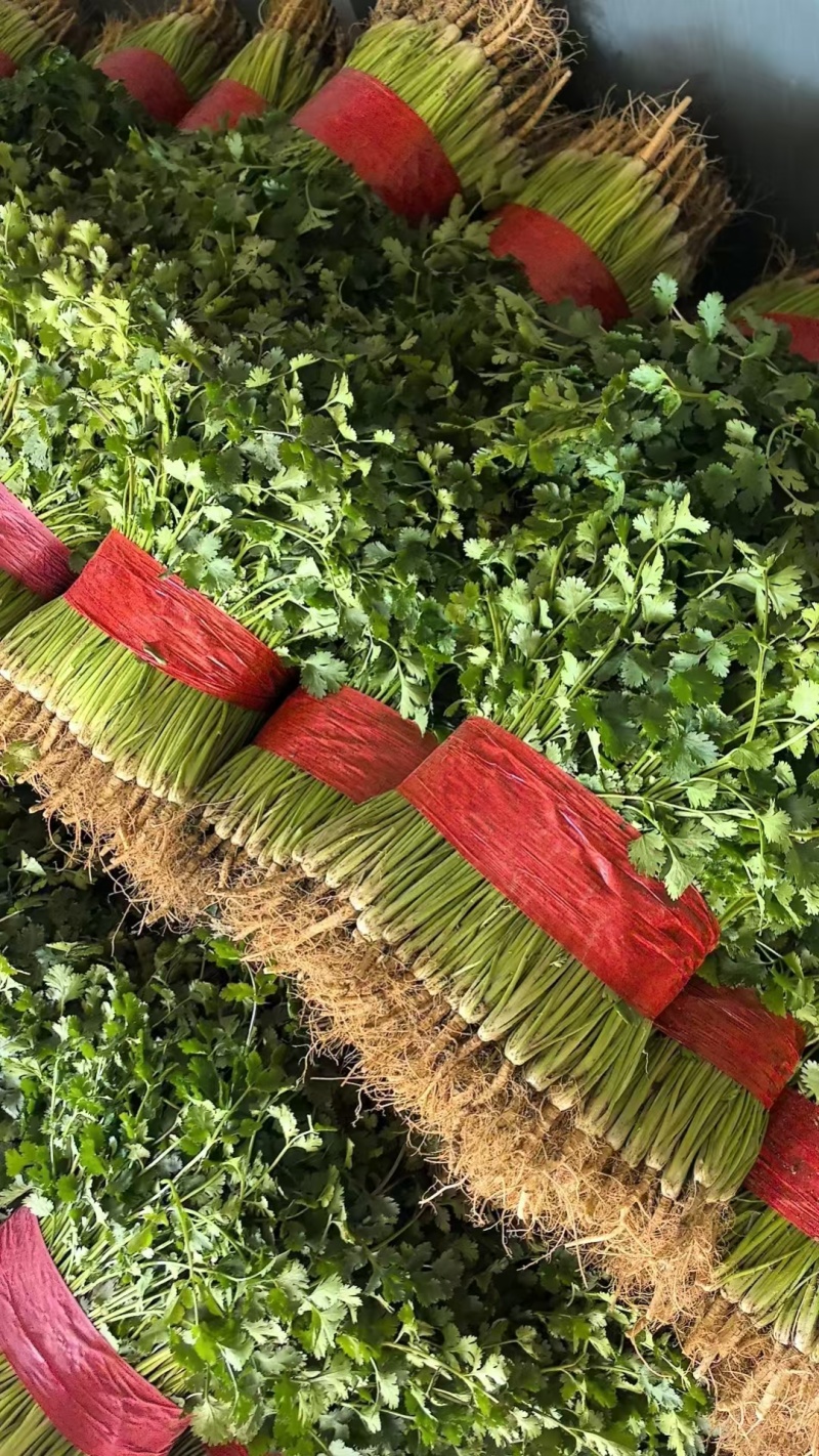 中叶铁杆青香菜20~25厘米以上
