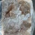 羊黄肚