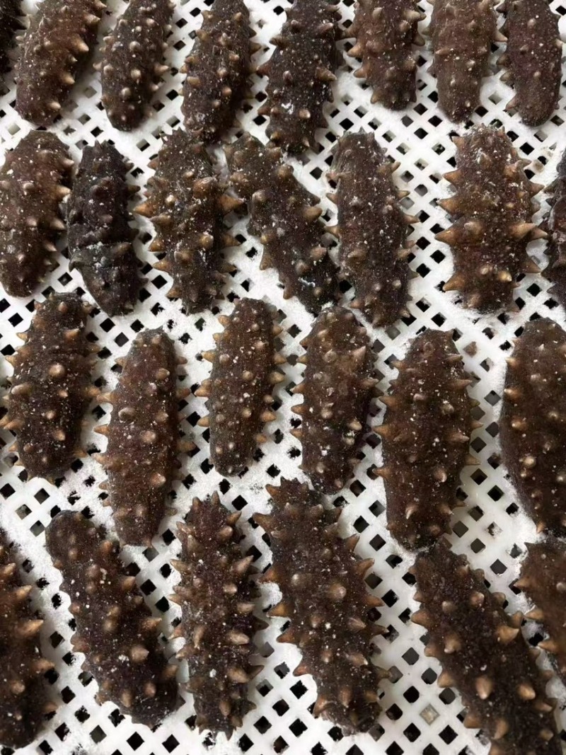 即食海参，8-12头/斤，现货特价，90元/斤