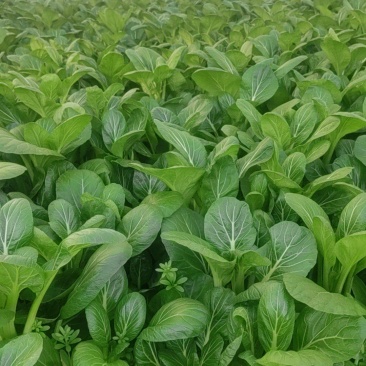 广东菜芯，芥兰大量有货，价格便宜