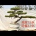 精品北方造型黑松盆景，一代人的坚持，二代人的付出，