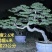 精品北方造型黑松盆景，一代人的坚持，二代人的付出，
