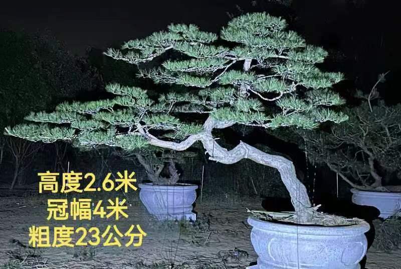 精品北方造型黑松盆景，一代人的坚持，二代人的付出，