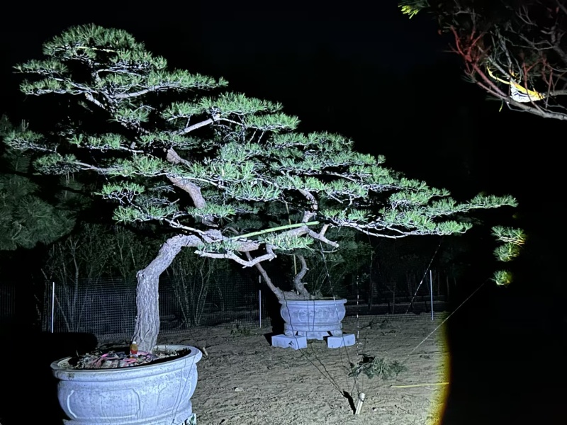 精品北方造型黑松盆景，一代人的坚持，二代人的付出，