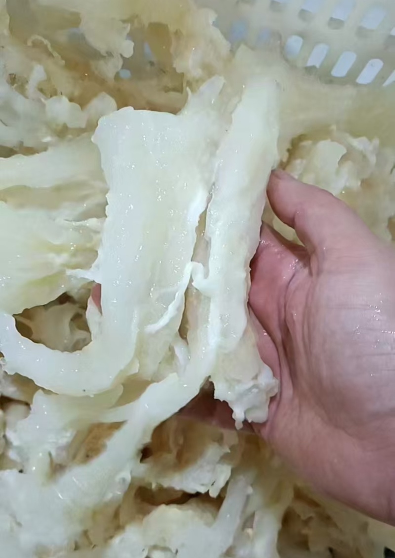 牛蹄筋。副筋。