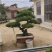 精品北方造型黑松盆景，一代人的坚持，二代人的付出，