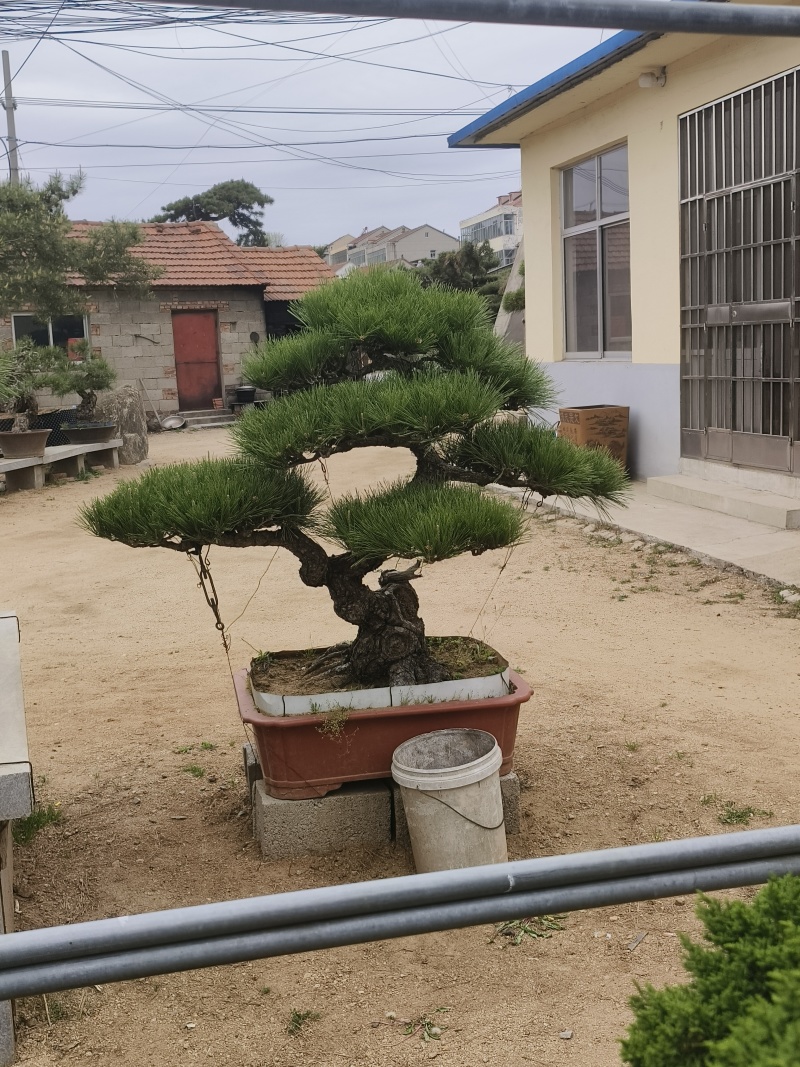 精品北方造型黑松盆景，一代人的坚持，二代人的付出，