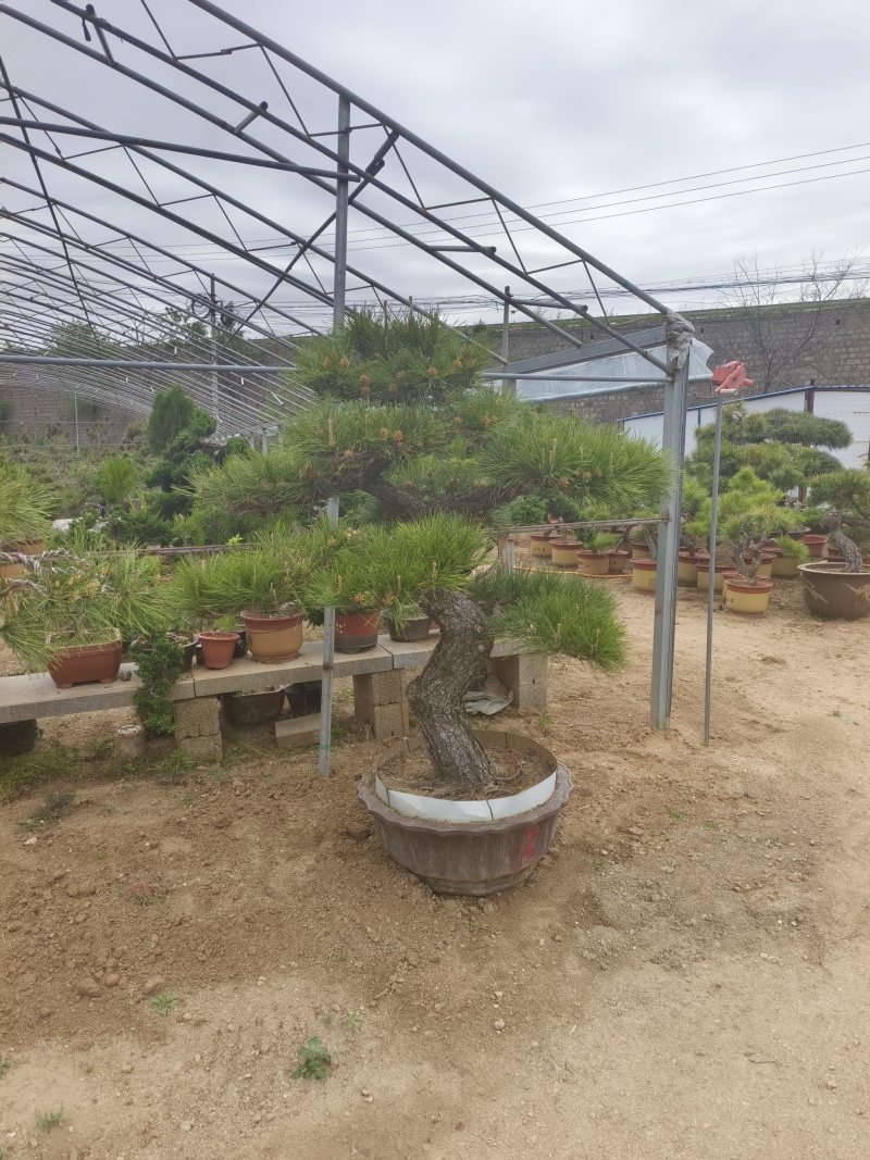 精品北方造型黑松盆景，一代人的坚持，二代人的付出，