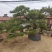 精品北方造型黑松盆景，一代人的坚持，二代人的付出，