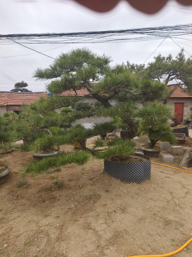 精品北方造型黑松盆景，一代人的坚持，二代人的付出，
