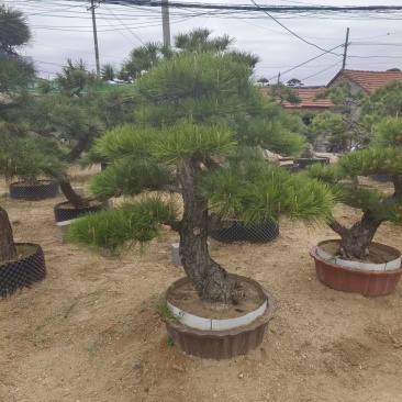 大型盆景松地景松迎客松，黑松盆景，庭院松，一棵也是批发价