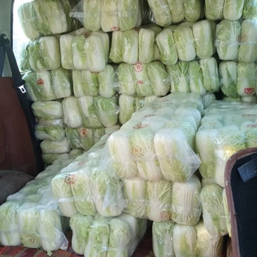 娃娃菜货源充足视频看货产地直供量大从优