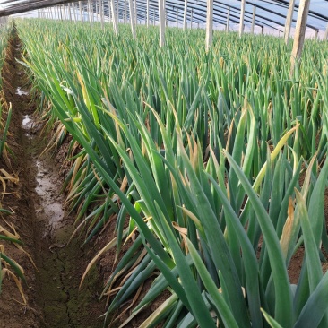 正宗山东大葱、钢葱