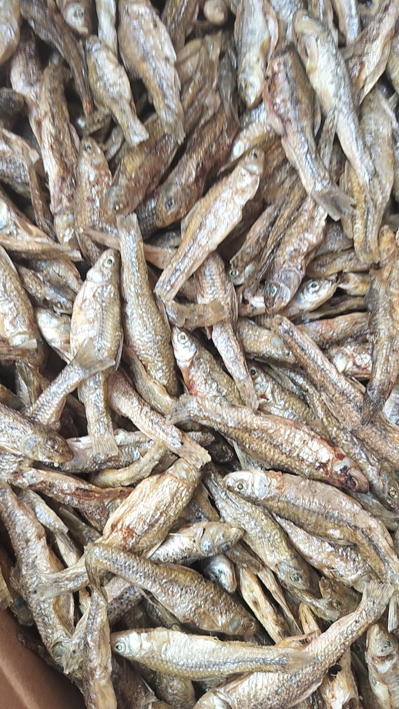 麦穗鱼干微山湖特产一手货源品质保障
