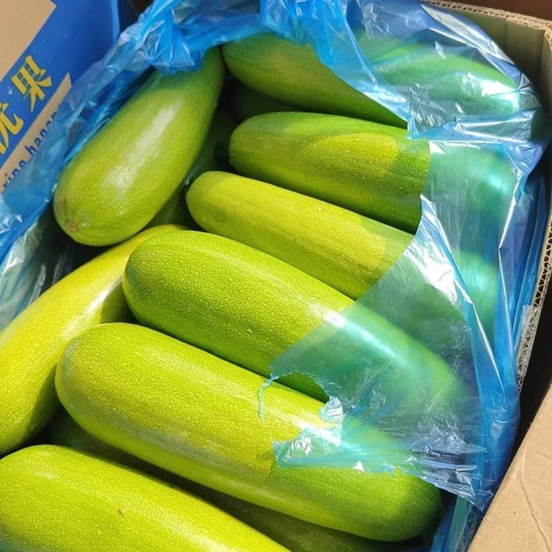 精品绿皮西葫芦大量上市品质保证量大从优欢迎联系