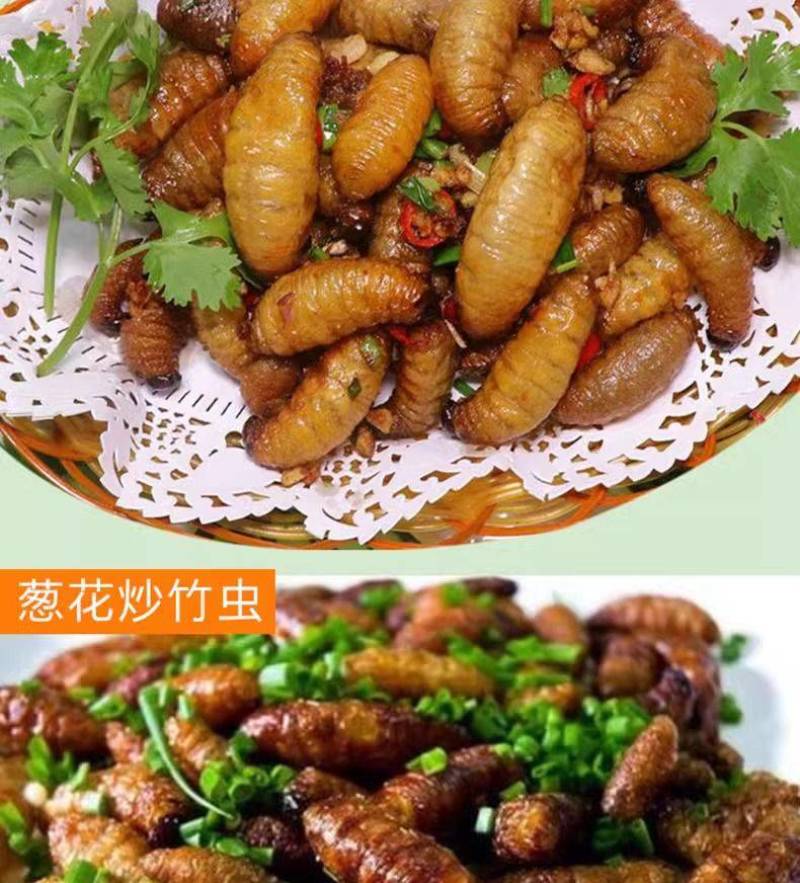 四川竹笋虫活虫（约5克/条）零售批发量大从优欢迎订购
