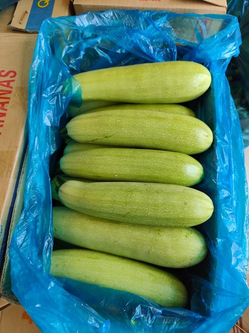 精品绿皮西葫芦大量上市品质保证量大从优欢迎联系