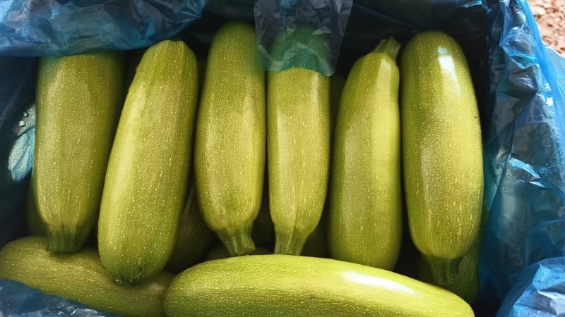 精品绿皮西葫芦大量上市品质保证量大从优欢迎联系