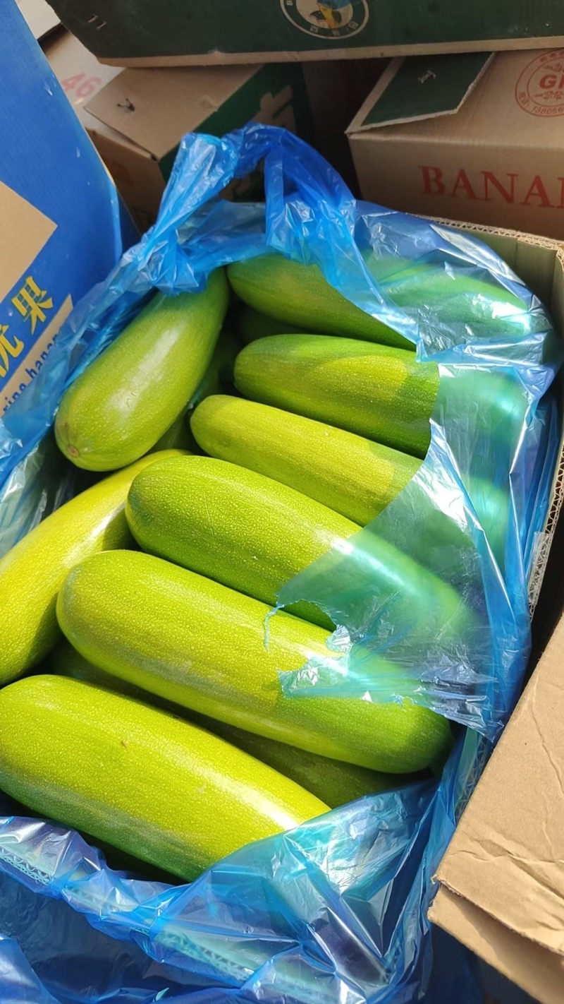 精品绿皮西葫芦大量上市品质保证量大从优欢迎联系