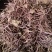 紫菀新紫菀产地直销无硫水洗紫菀小辫干净无杂大货批发零售