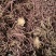 紫菀新紫菀产地直销无硫水洗紫菀小辫干净无杂大货批发零售