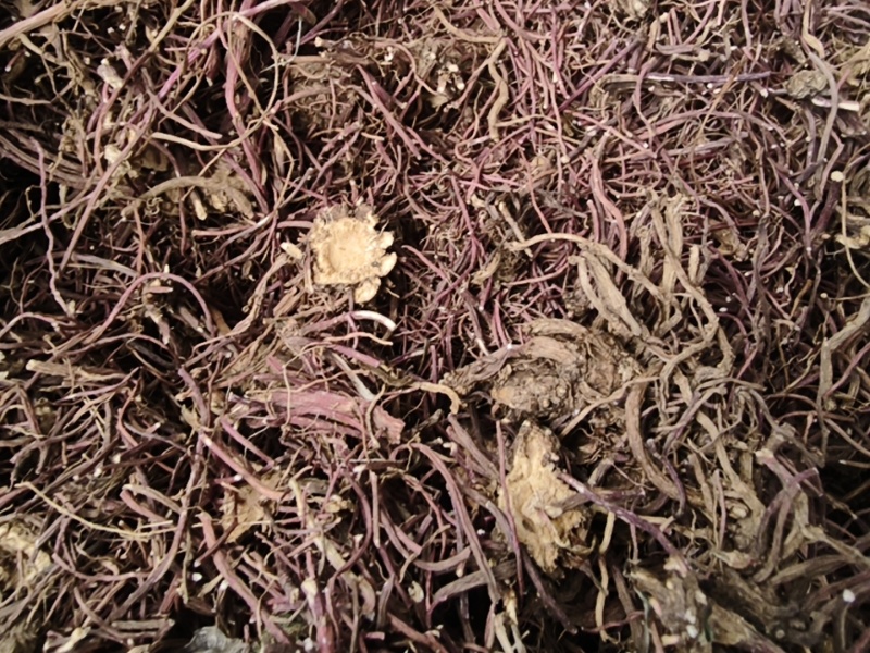 紫菀新紫菀产地直销无硫水洗紫菀小辫干净无杂大货批发零售