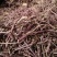 紫菀新紫菀产地直销无硫水洗紫菀小辫干净无杂大货批发零售