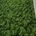 小香芹