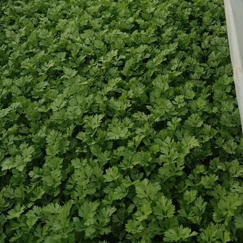 小香芹
