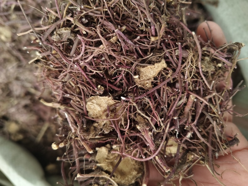 紫菀新紫菀产地直销无硫水洗紫菀小辫干净无杂大货批发零售