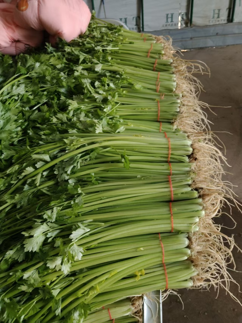 小香芹