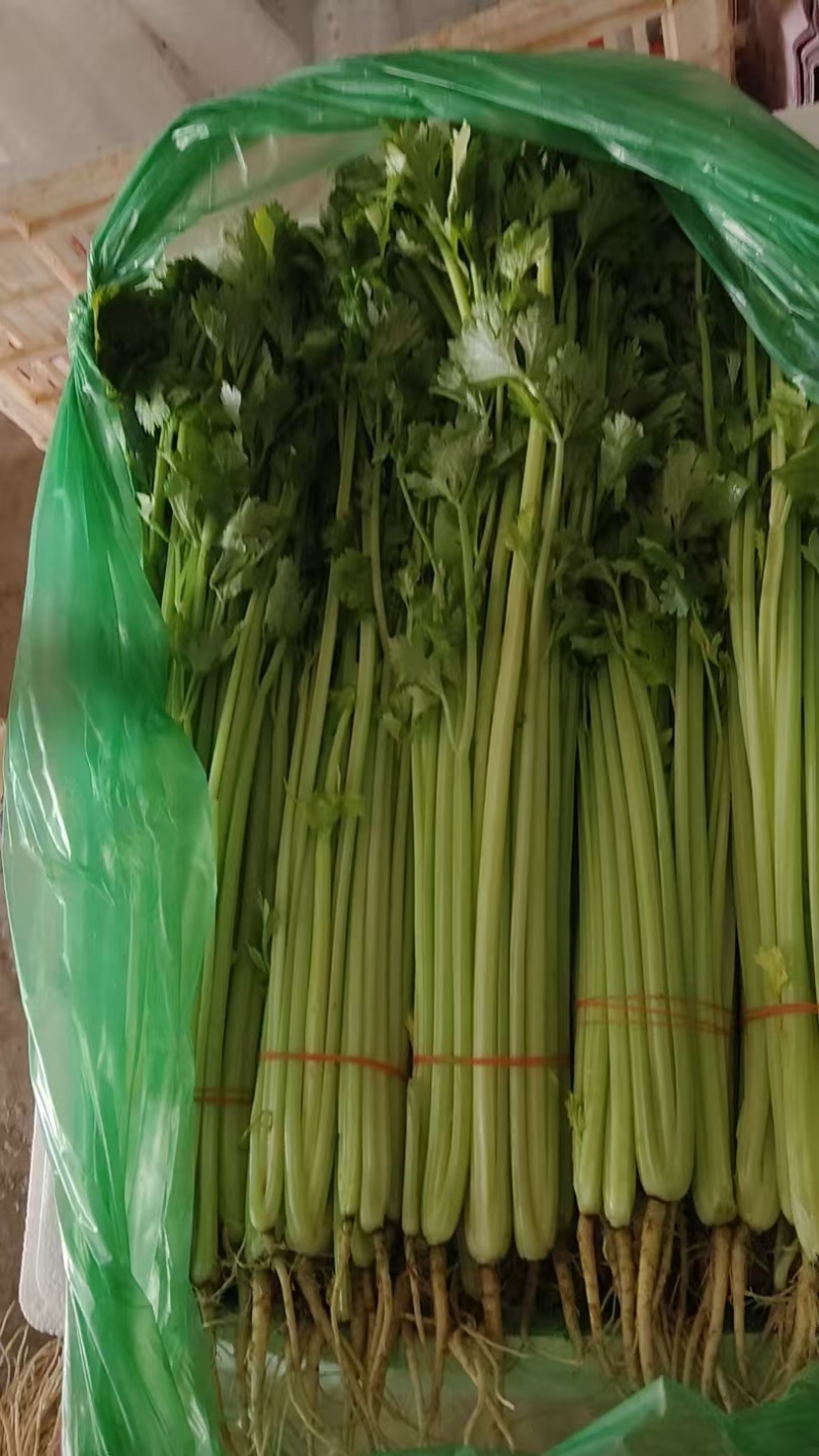 小香芹